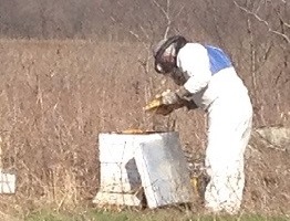 Picture of me maintaining a hive