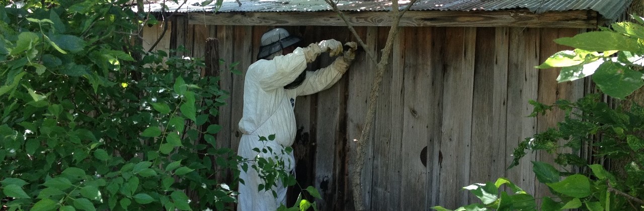 Removing bees from an old shed