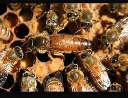 Picture of a Queen Bee
