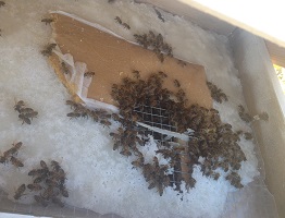 Picture of bees